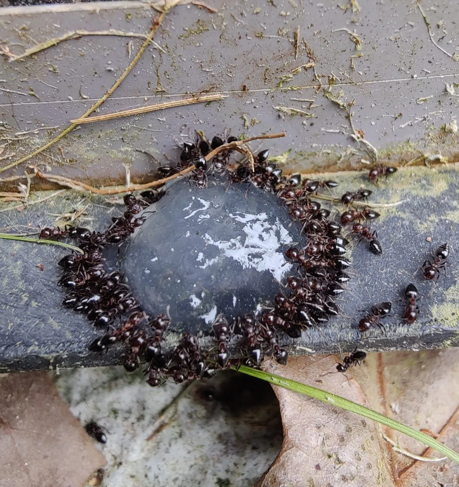 Dark ants gathered around a drop of gel bait