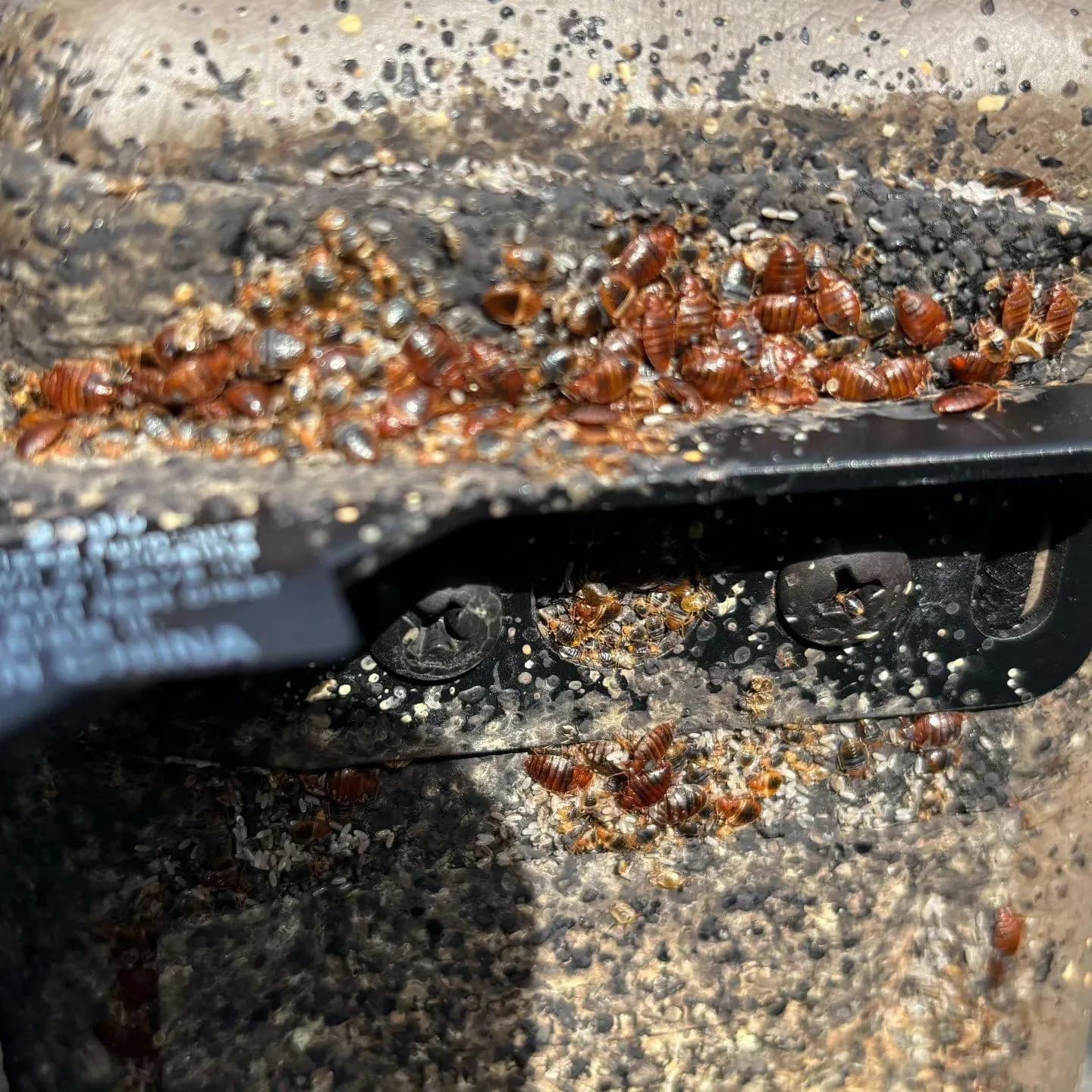 Heavy bed bug infestation packed into a bed frame, with eggs and dark spotting