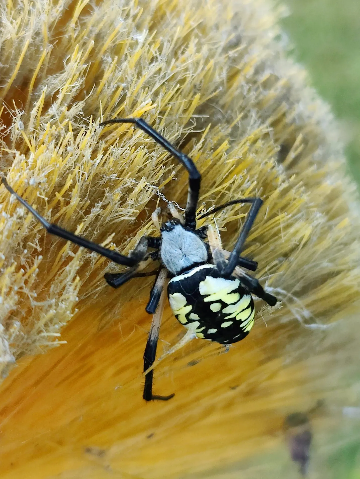 Close-up of a black and yellow garden spider, an arachnid like ticks