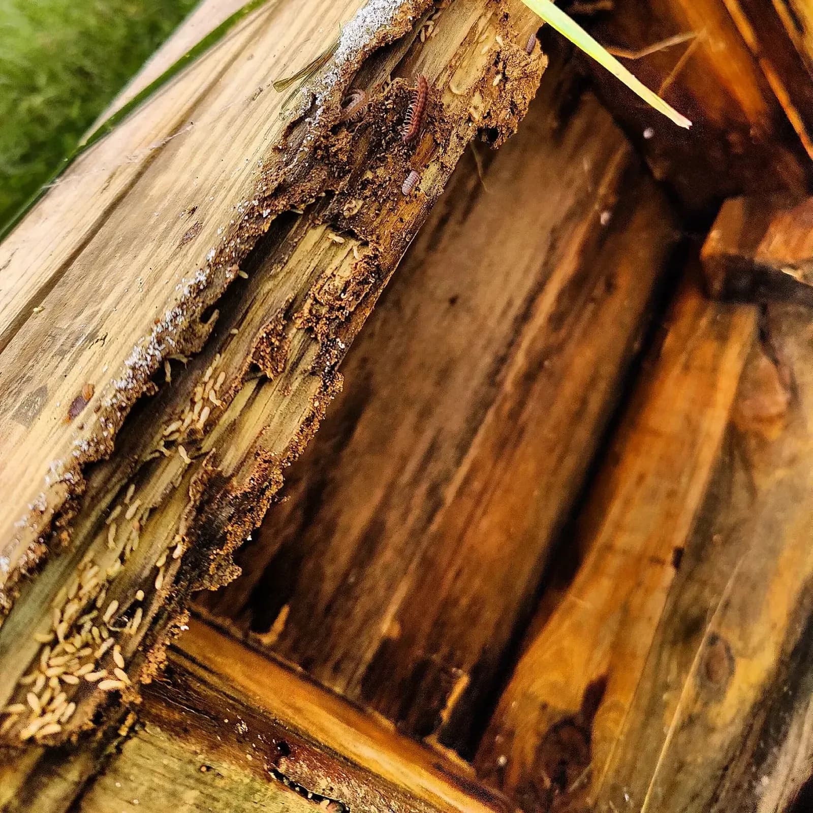 Pale subterranean termite workers in galleries inside damaged wood
