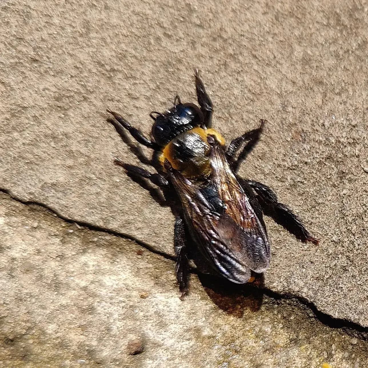 Carpenter bee with a shiny black abdomen and yellow-haired thorax resting on stone